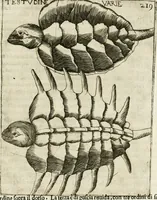 An illustration from Note, overo, Memorie del mvseo di Lodovico Moscardo ... (1656)