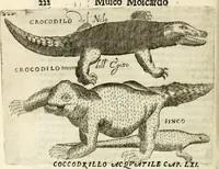 Picture 209 of 232 from Note, overo, Memorie del mvseo di Lodovico Moscardo ... (1656), leaf 245