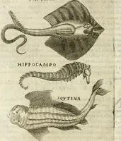 An illustration from Note, overo, Memorie del mvseo di Lodovico Moscardo ... (1656)