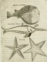 Picture 212 of 232 from Note, overo, Memorie del mvseo di Lodovico Moscardo ... (1656), leaf 250