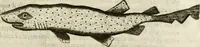 An illustration from Note, overo, Memorie del mvseo di Lodovico Moscardo ... (1656)