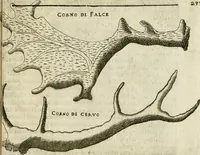 Picture 217 of 232 from Note, overo, Memorie del mvseo di Lodovico Moscardo ... (1656), leaf 260