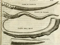 Picture 218 of 232 from Note, overo, Memorie del mvseo di Lodovico Moscardo ... (1656), leaf 264