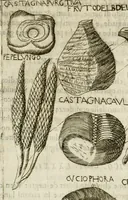 An illustration from Note, overo, Memorie del mvseo di Lodovico Moscardo ... (1656)