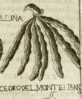 An illustration from Note, overo, Memorie del mvseo di Lodovico Moscardo ... (1656)