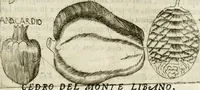 Picture 223 of 232 from Note, overo, Memorie del mvseo di Lodovico Moscardo ... (1656), leaf 274