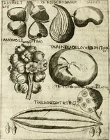 An illustration from Note, overo, Memorie del mvseo di Lodovico Moscardo ... (1656)