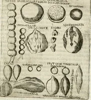 An illustration from Note, overo, Memorie del mvseo di Lodovico Moscardo ... (1656)