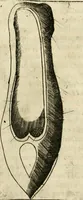 An illustration from Note, overo, Memorie del mvseo di Lodovico Moscardo ... (1656)