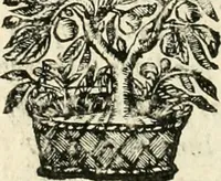 An illustration from Note, overo, Memorie del mvseo di Lodovico Moscardo ... (1656)