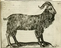 An illustration from Note, overo, Memorie del mvseo di Lodovico Moscardo ... (1656)