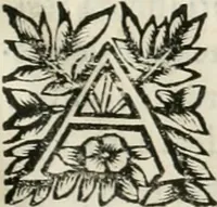 An illustration from Note, overo, Memorie del mvseo di Lodovico Moscardo ... (1656)