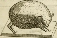 Picture 66 of 232 from Note, overo, Memorie del mvseo di Lodovico Moscardo ... (1656), leaf 72