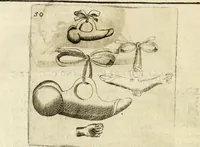 Picture 68 of 232 from Note, overo, Memorie del mvseo di Lodovico Moscardo ... (1656), leaf 73