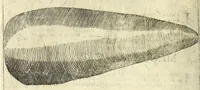 An illustration from Note overo memorie del museo del conte Lodovico Moscardo nobile veronese (1672)