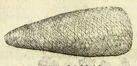 An illustration from Note overo memorie del museo del conte Lodovico Moscardo nobile veronese (1672)