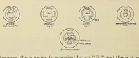 Picture 6 of 11 from Notes on examination of the effects and various objects found on German soldiers (1917), leaf 40