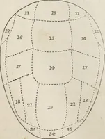An illustration from Notes on the United States of North America, during a phrenological visit in 1838-9-40 (1841)