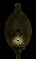 Picture 25 of 168 from Notes on X-light (1903), leaf 498