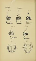 An illustration from Notes and queries on anthropology (1899)