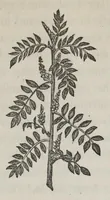 An illustration from Notes upon indigo (1873)