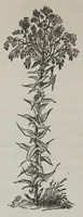 Picture 2 of 2 from Notes upon indigo (1873), leaf 24