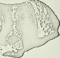 An illustration from Notice sur quelques monuments assyriens à l'Université de Zurich (1912)
