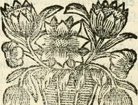 An illustration from Noticias historiales de la enfermedad, muerte, y exsequias de la esclarecida reyna de las Españas doña Maria Luisa de Orleans, Borbon Stuart y Austria, nuestra señora, dignissima consorte del rey nuestro señor Don Carlos segundo de Austria (1690)
