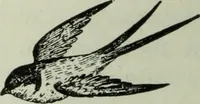 An illustration from Noticias historicas (1889)
