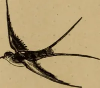 An illustration from Noticias historicas (1889)