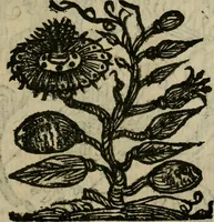 Picture 36 of 91 from Notizie di nobiltà (1672), leaf 240