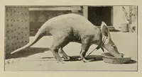 An illustration from Notre colonie : le Congo belge (1909)