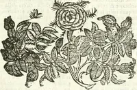 Picture 293 of 321 from Noua iconologia di Cesare Ripa perugino, caualier de SS. Mauritio & Lazzaro. Nella quale si descriuono diuerse imagini di virtù, vitij, affetti, passioni humane, arti, discipline, humori, elementi, corpi celesti, prouincie d'Italia, fiumi, tutte le parti del mondo, ed'altre infinite materie. Opera vtile ad oratori, predicatori, poeti, pittori, scultori, disegnatori, e ad'ogni studioso. Per inuentar concetti, emblemi, ed imprese, per diuisare qualsiuoglia apparato nuttiale, funerale, trionfale. Per rappresentar poemi drammatici, e per figurare co'suoi propij simboli ciò, che puo cadere in pensiero humano. Ampliata vltimamente dallo stesso auttore di trecento imagini, e arricchita di molti discorsi pieni di varia eruditione; con nuoui intagli, & con molti indici copiosi (1618), leaf 632