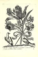 An illustration from Nouueau liure de fleurs, feuilles, et oyseaux, dessigné et gravé apres le naturel (1680)