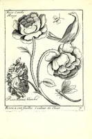 An illustration from Nouueau liure de fleurs, feuilles, et oyseaux, dessigné et gravé apres le naturel (1680)