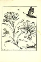 An illustration from Nouueau liure de fleurs, feuilles, et oyseaux, dessigné et gravé apres le naturel (1680)