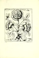 An illustration from Nouueau liure de fleurs, feuilles, et oyseaux, dessigné et gravé apres le naturel (1680)