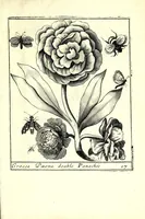 An illustration from Nouueau liure de fleurs, feuilles, et oyseaux, dessigné et gravé apres le naturel (1680)