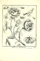 An illustration from Nouueau liure de fleurs, feuilles, et oyseaux, dessigné et gravé apres le naturel (1680)