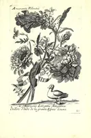 Picture 12 of 15 from Nouueau liure de fleurs, feuilles, et oyseaux, dessigné et gravé apres le naturel (1680), leaf 49