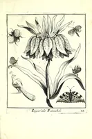An illustration from Nouueau liure de fleurs, feuilles, et oyseaux, dessigné et gravé apres le naturel (1680)