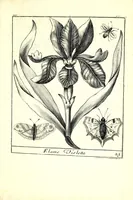 Picture 14 of 15 from Nouueau liure de fleurs, feuilles, et oyseaux, dessigné et gravé apres le naturel (1680), leaf 53
