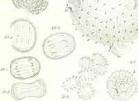 An illustration from Nouveau manuel complet de l'observateur au microscope (1843)