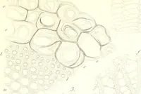 An illustration from Nouveau manuel complet de l'observateur au microscope (1843)