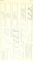An illustration from Nouveau manuel complet de l'observateur au microscope (1843)