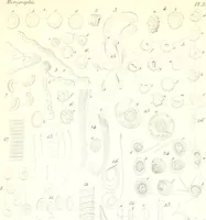 An illustration from Nouveau manuel complet de l'observateur au microscope (1843)