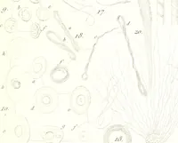 An illustration from Nouveau manuel complet de l'observateur au microscope (1843)