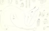 An illustration from Nouveau manuel complet de l'observateur au microscope (1843)