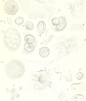 An illustration from Nouveau manuel complet de l'observateur au microscope (1843)