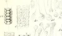 An illustration from Nouveau manuel complet de l'observateur au microscope (1843)